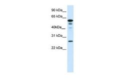 FOXD1 Rabbit anti-Mouse, Polyclonal, Novus Biologicals:Antibodies:Primary